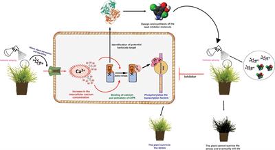 Calcium signalling in weeds under herbicide stress: An outlook